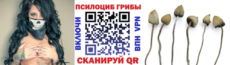 Псилоцибиновые грибы Psilocybe  магазин  наркотиков  Саянск 