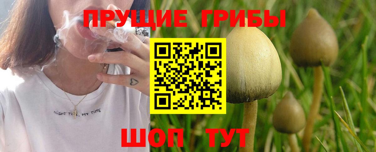 Галлюциногенные грибы Psilocybe  что такое   Саянск  Вход с VPN 